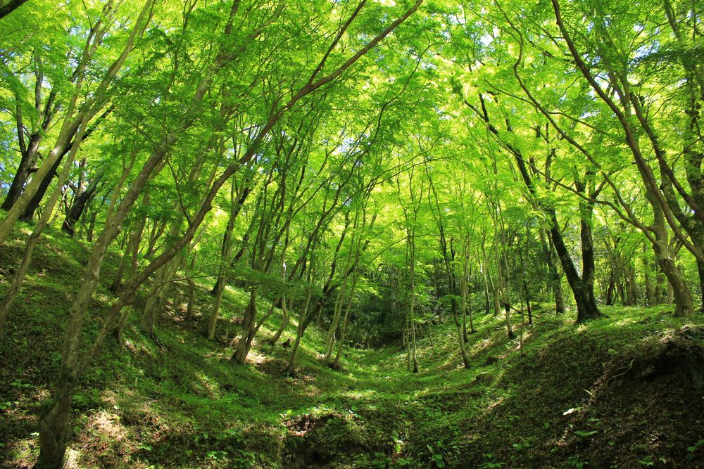 香嵐渓の画像 - 3枚目