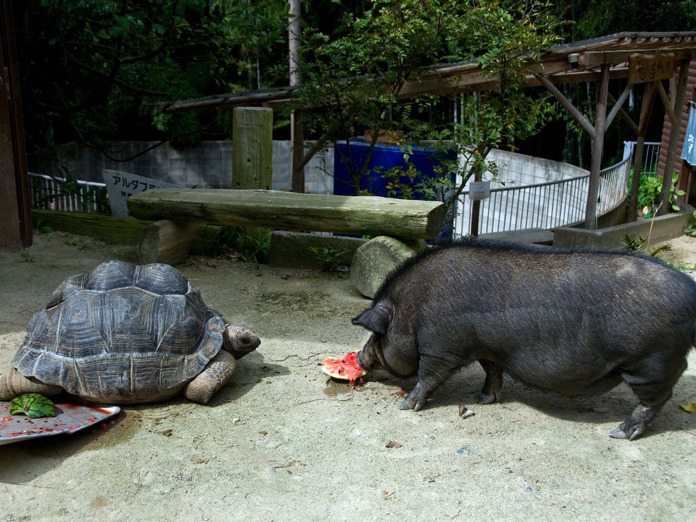 渋川動物公園の画像 - 2枚目