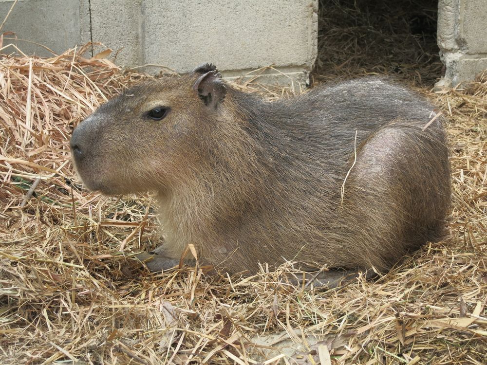 渋川動物公園の画像 - 4枚目