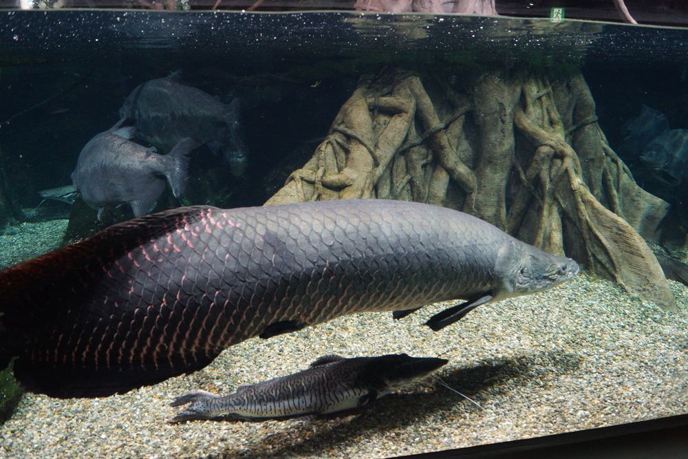 世界淡水魚園水族館 アクア・トト ぎふの画像 - 4枚目