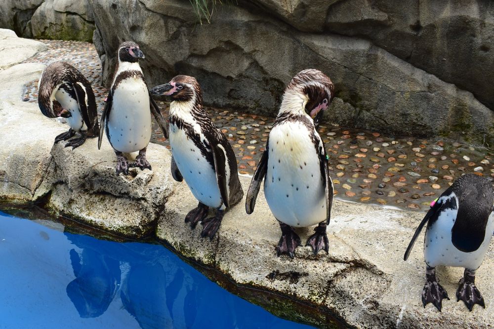 仙台うみの杜水族館の画像 - 3枚目