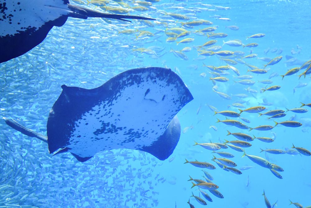仙台うみの杜水族館の画像 - 4枚目