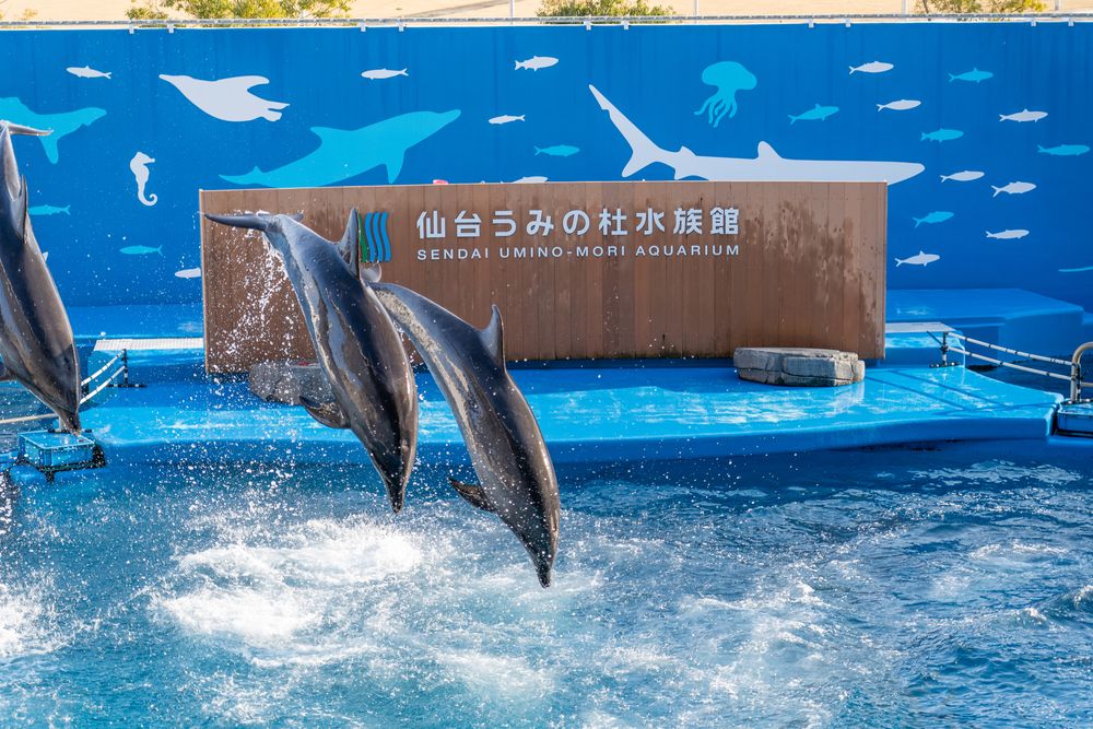 仙台うみの杜水族館の画像 - 5枚目