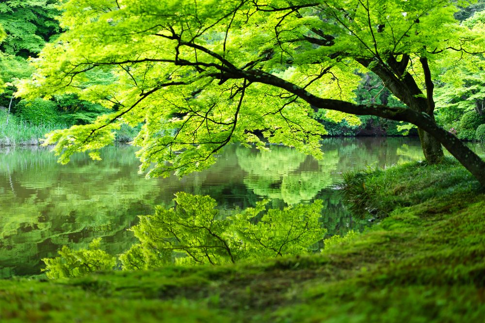 京都府立植物園の画像 - 4枚目