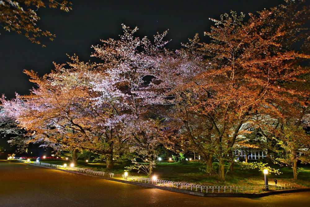 京都府立植物園の画像 - 6枚目