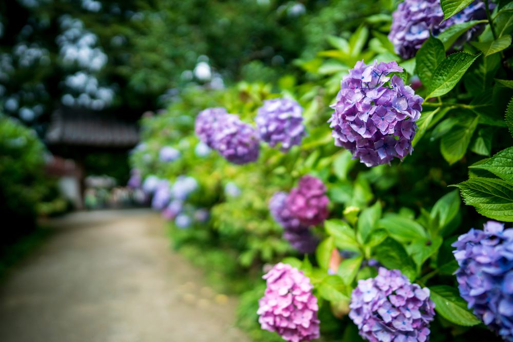 岩船寺の画像 - 4枚目