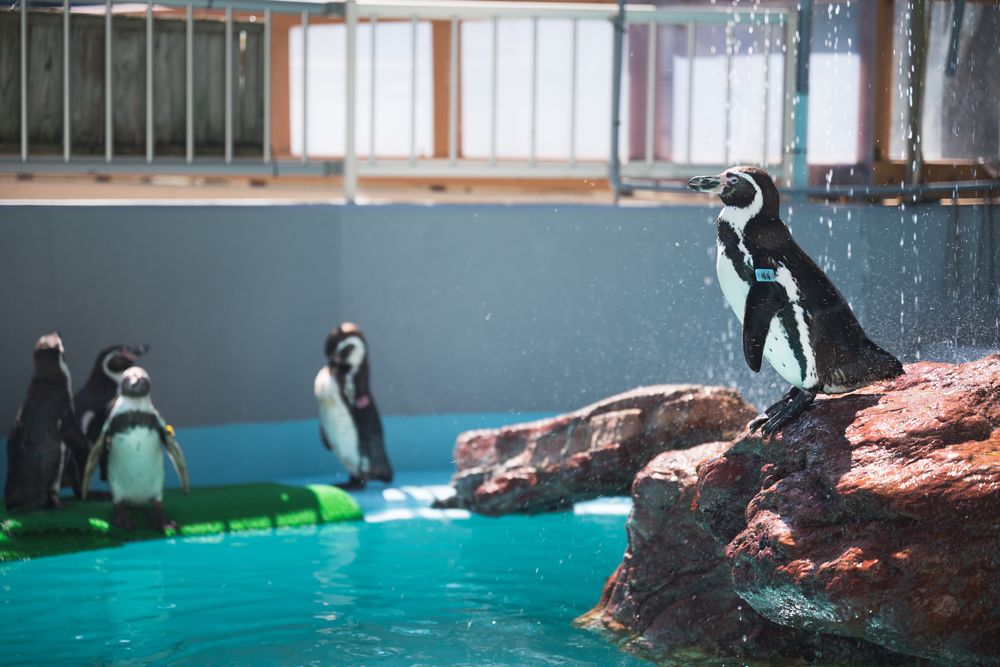 桂浜水族館の画像 - 4枚目