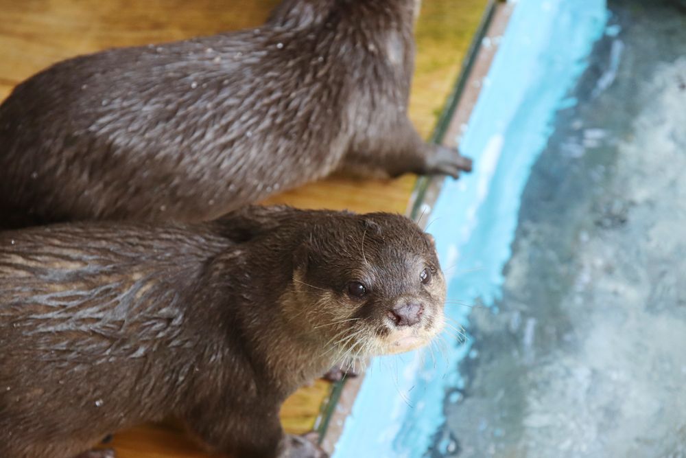 桂浜水族館の画像 - 5枚目