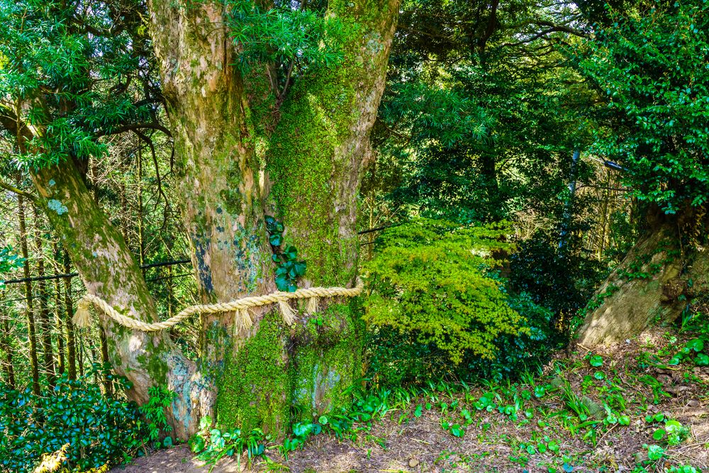 杉岳山 大聖寺の画像 - 2枚目