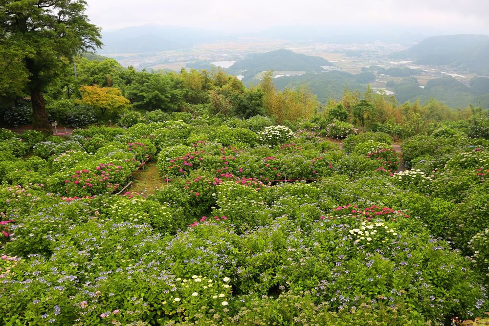 杉岳山 大聖寺の画像 - 3枚目