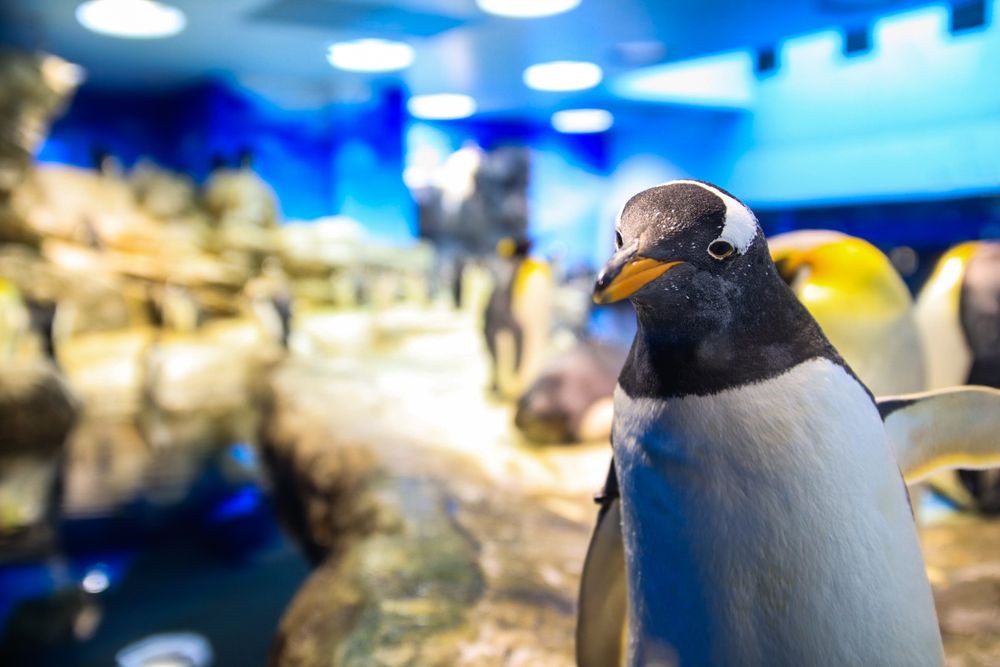 市立しものせき水族館 海響館の画像 - 5枚目