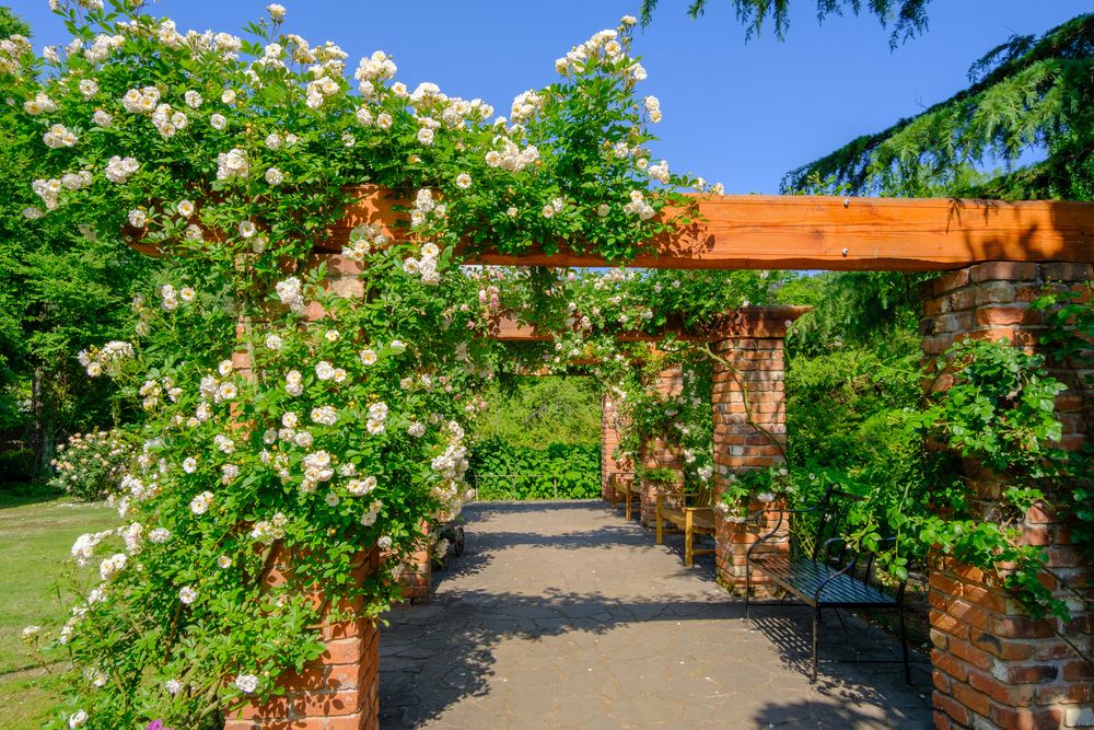 English Garden ローザンベリー多和田の画像 - 2枚目