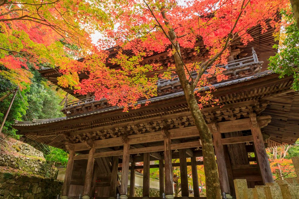 近江の古代寺院 近江の古代寺院と造営氏族 発掘した遺構と軒瓦から謎を解く