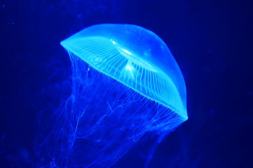 男鹿水族館GAOの画像 - 4枚目