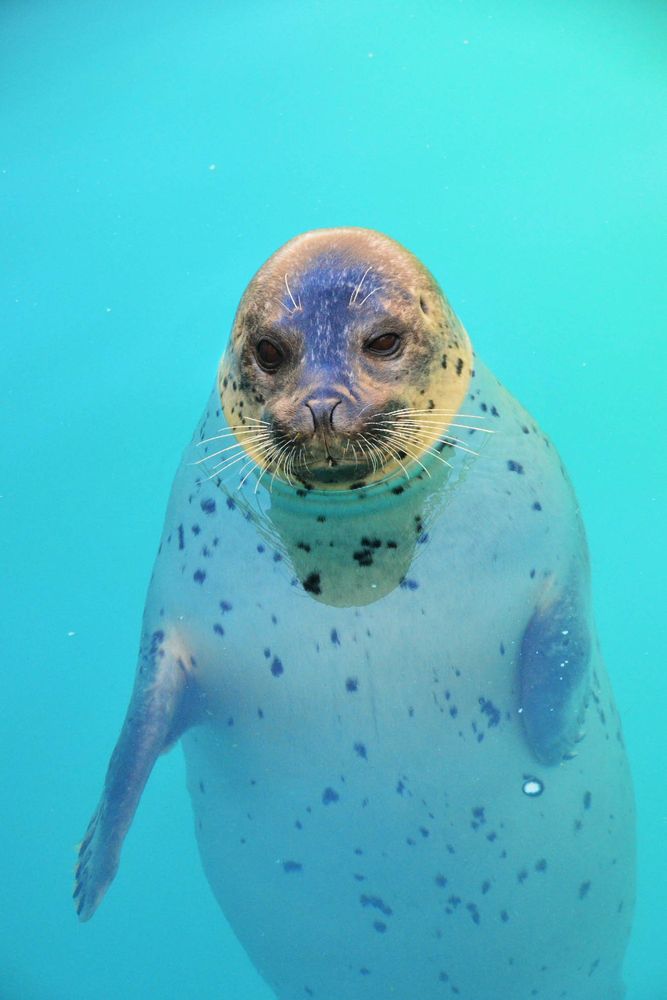 男鹿水族館GAOの画像 - 5枚目