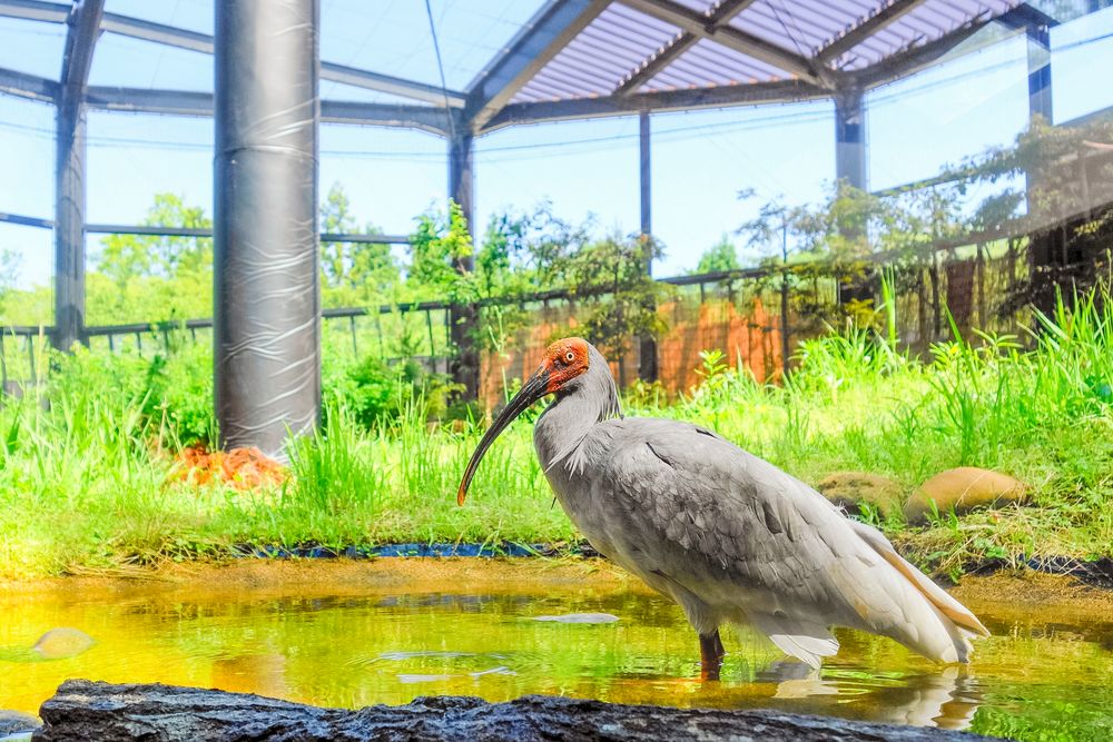 トキの森公園