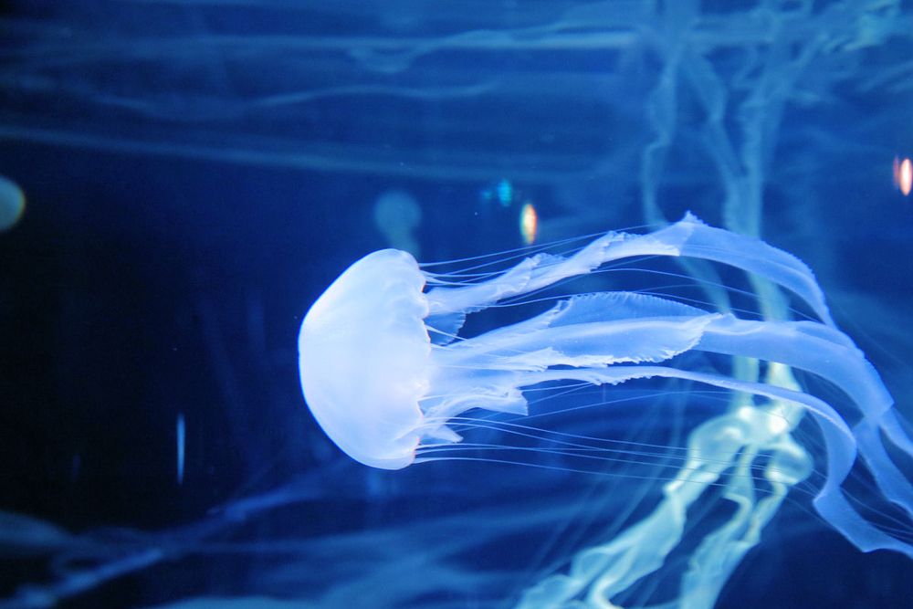 新江ノ島水族館の画像 - 2枚目