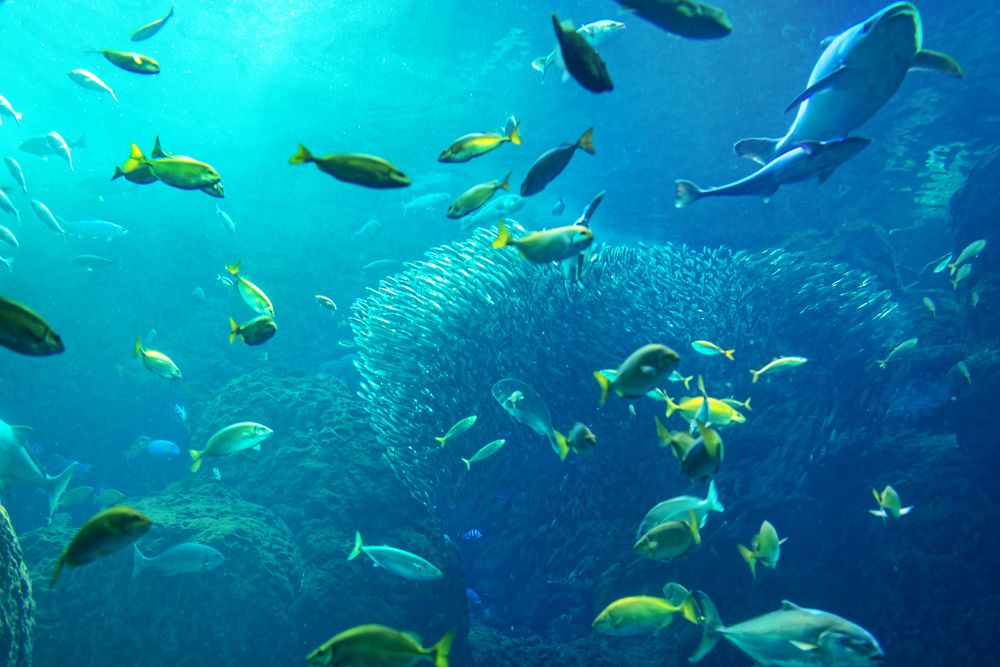 新江ノ島水族館の画像 - 3枚目