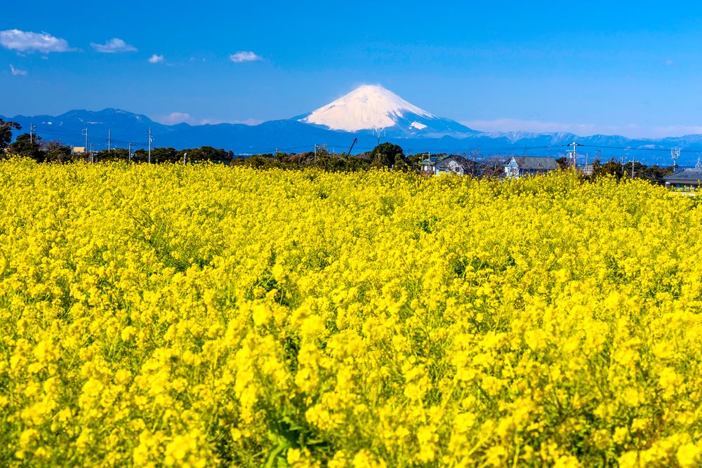 長井海の手公園ソレイユの丘の画像 - 2枚目