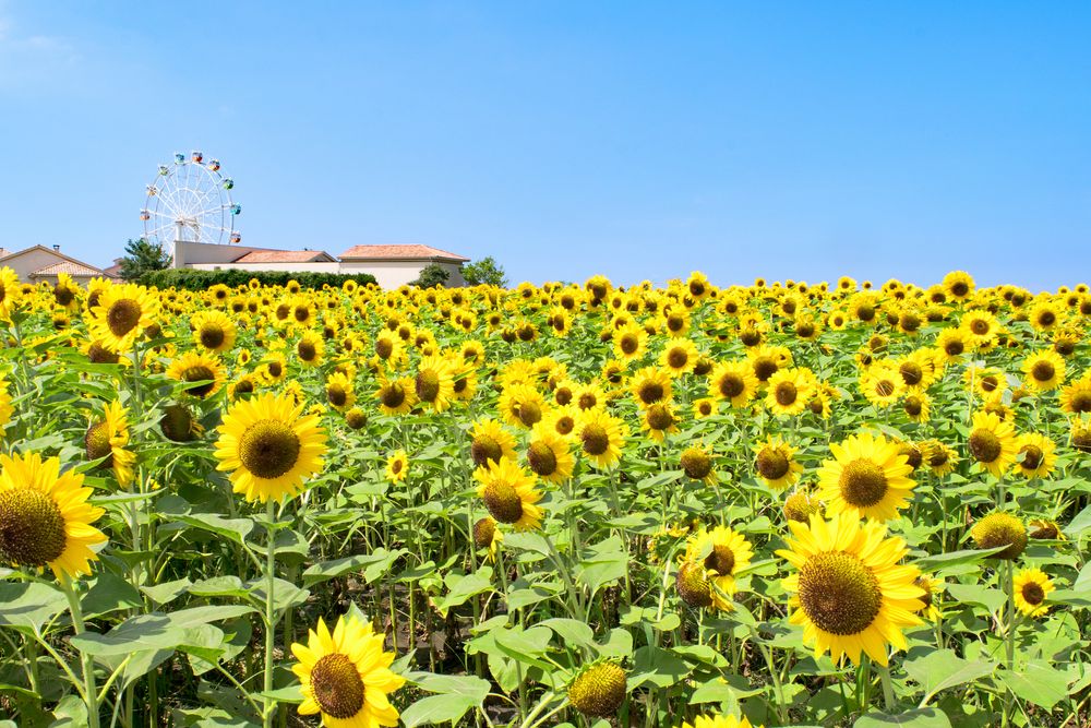 長井海の手公園ソレイユの丘の画像 - 5枚目