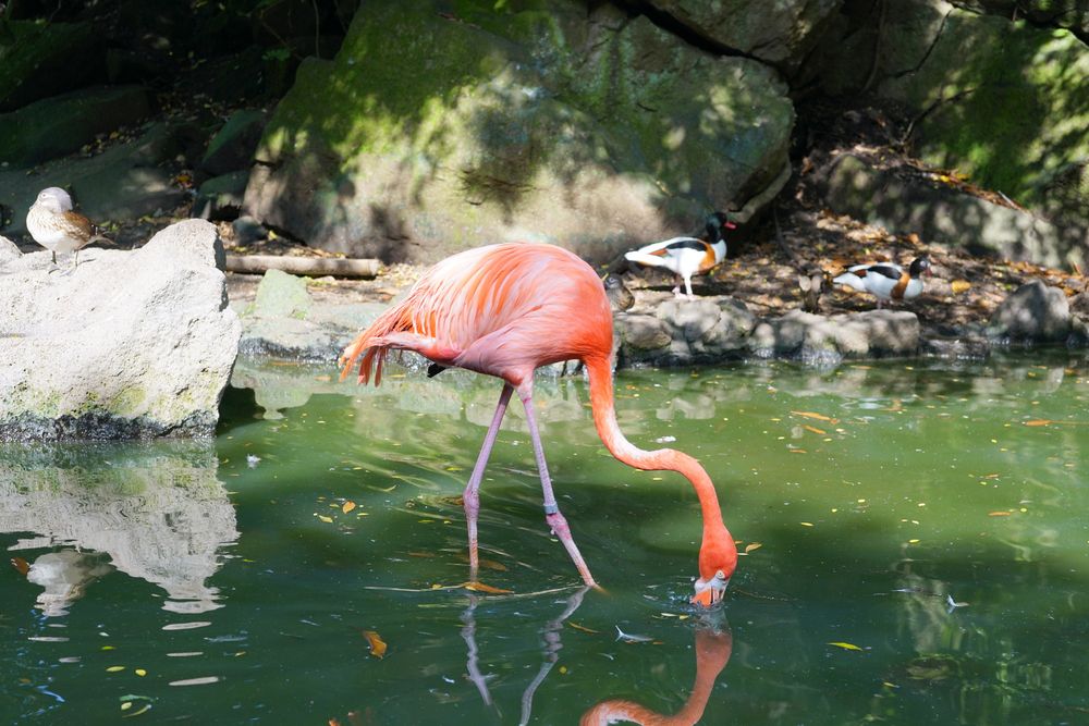伊豆シャボテン動物公園】の周辺スポット・アクセス・口コミ - Prism Japan