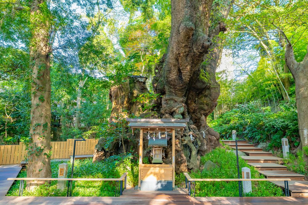 來宮神社の画像 - 2枚目