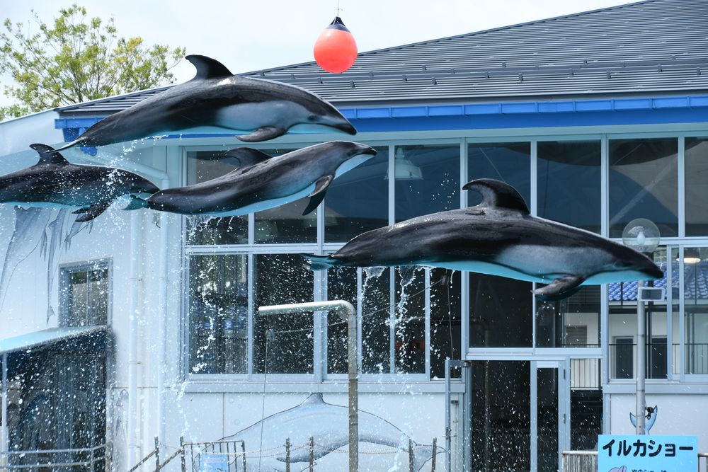 のとじま水族館の画像 - 4枚目