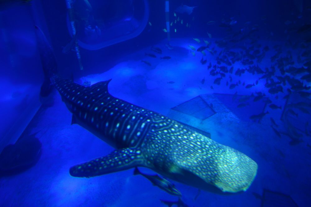 のとじま水族館の画像 - 5枚目