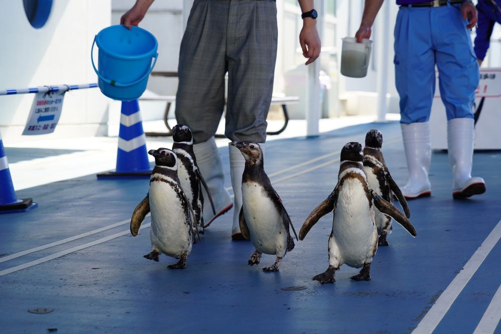 のとじま水族館の画像 - 7枚目