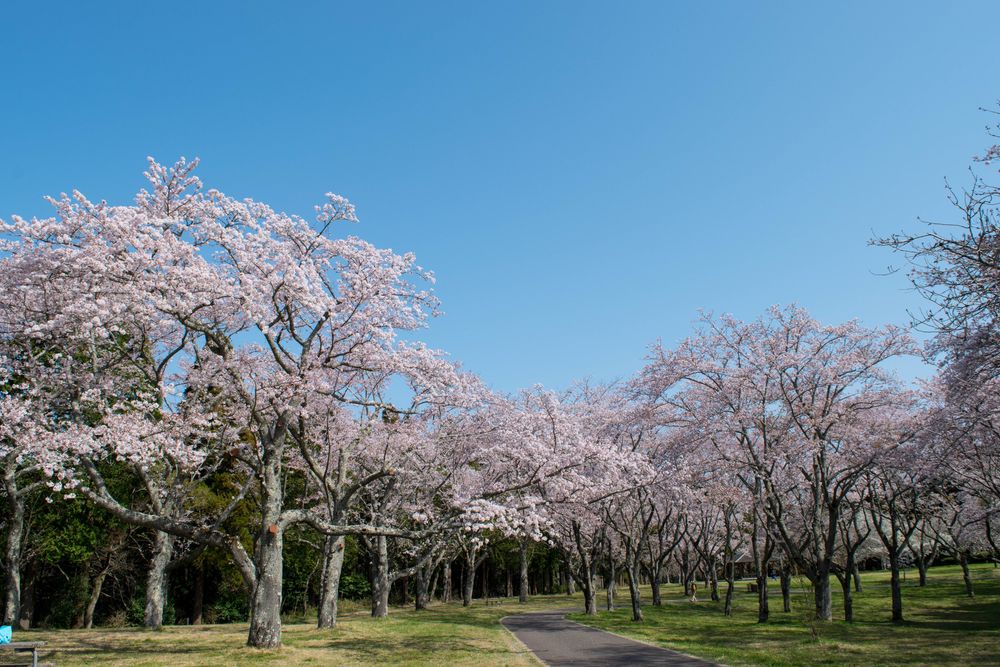 千葉市 昭和の森の画像 - 3枚目