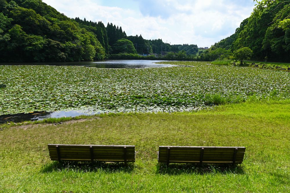 千葉市 昭和の森の画像 - 5枚目