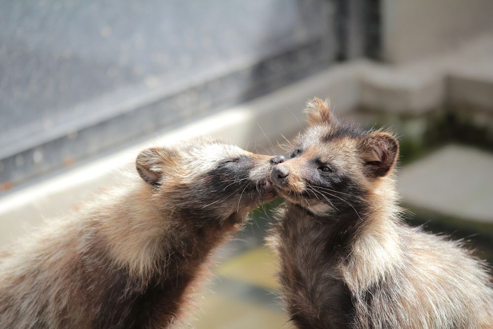 旭山動物園の画像 - 3枚目