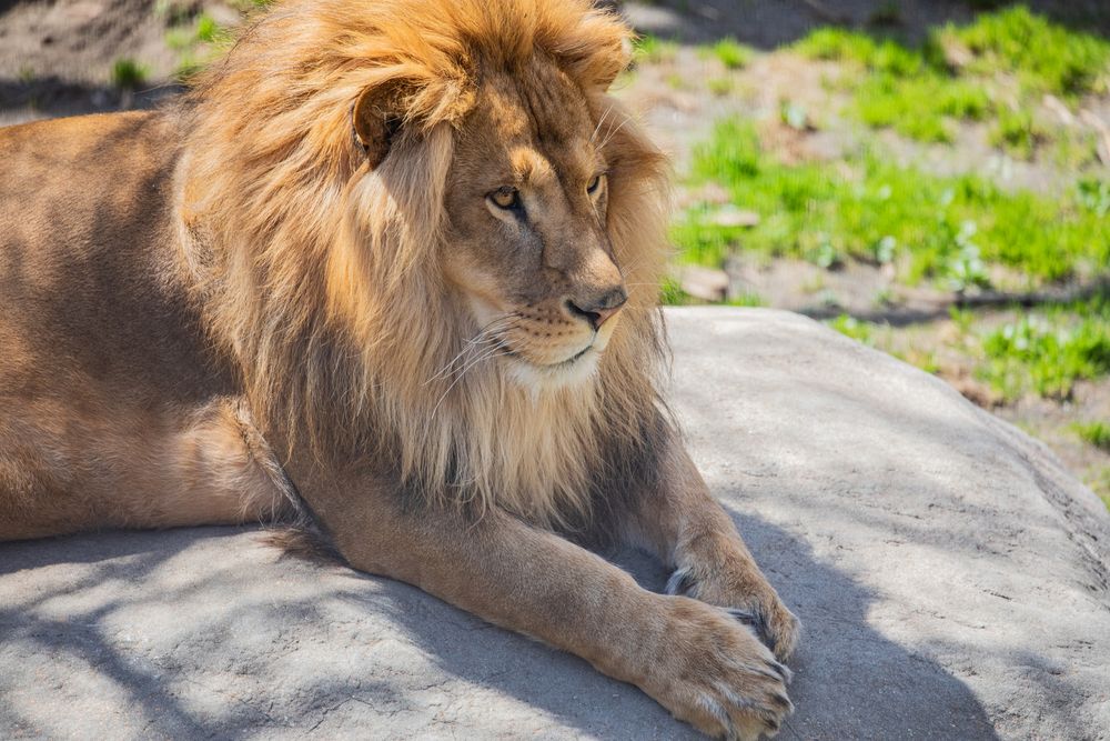 旭山動物園の画像 - 6枚目