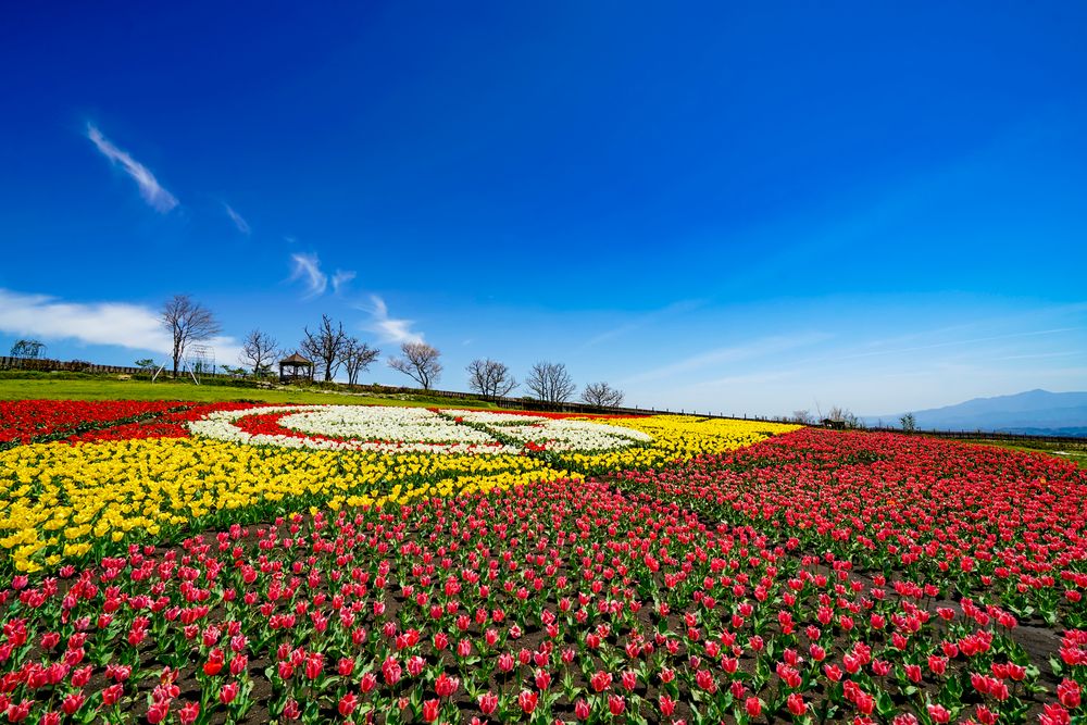 くじゅう花公園】の周辺スポット・アクセス・口コミ - Prism Japan