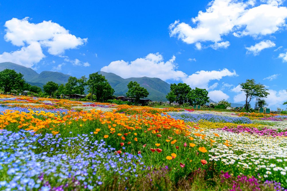 花景色 くじゅう花公園】の周辺スポット・アクセス・口コミ - Prism Japan