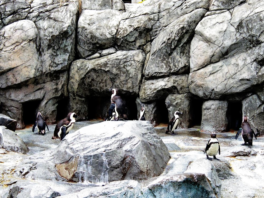 長崎ペンギン水族館の画像 - 2枚目