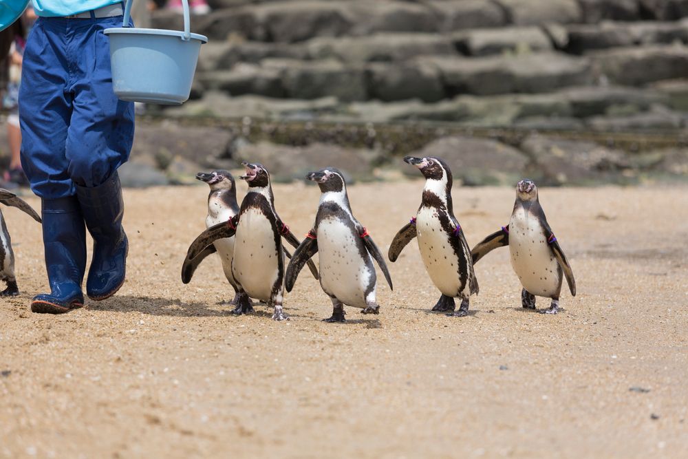 長崎ペンギン水族館の画像 - 3枚目