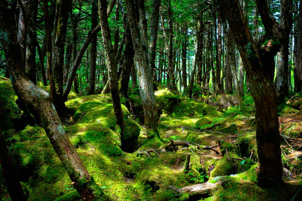 白駒池の画像 - 2枚目