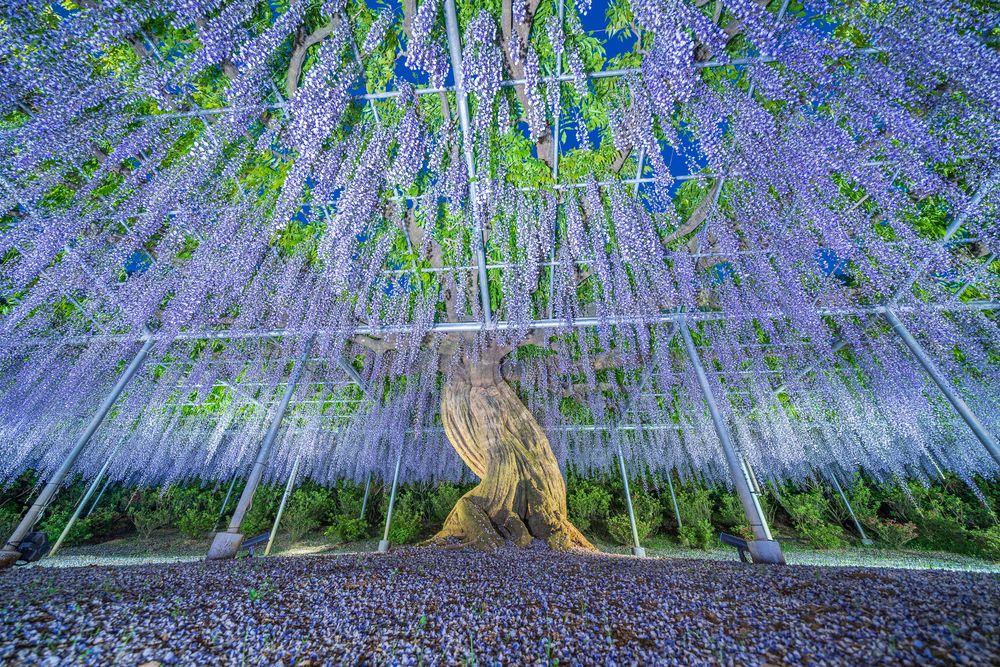 あしかがフラワーパークの画像 - 4枚目