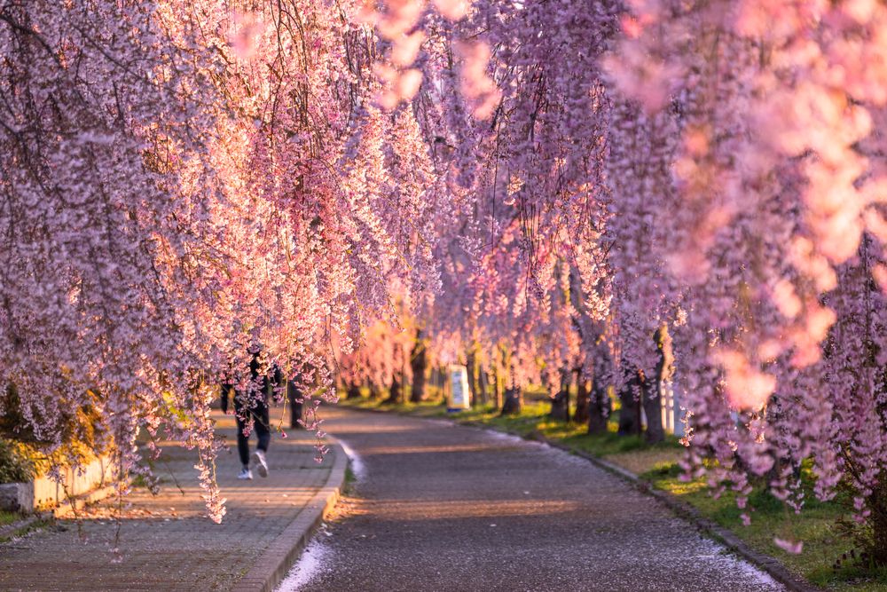 日中線しだれ桜並木の画像 - 3枚目
