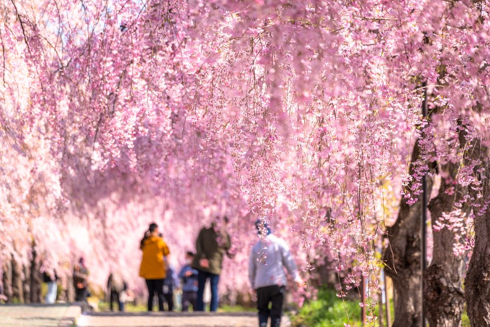 日中線しだれ桜並木】の周辺スポット・アクセス・口コミ - Prism
