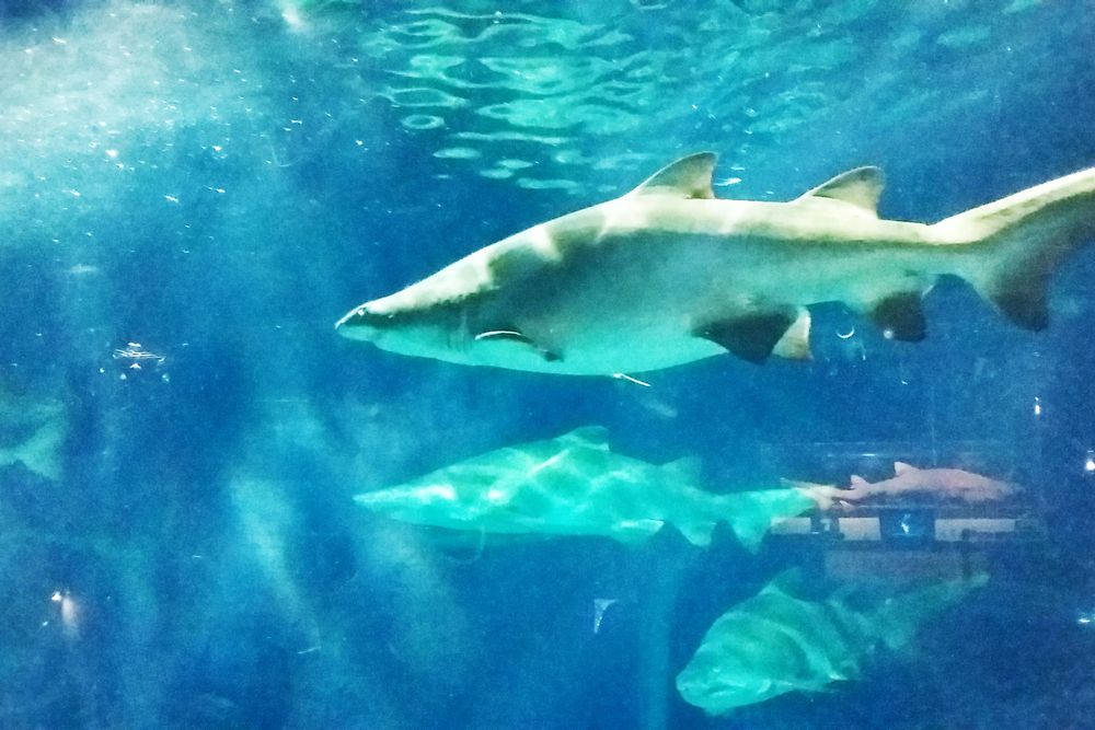 アクアワールド茨城県大洗水族館の画像 - 4枚目