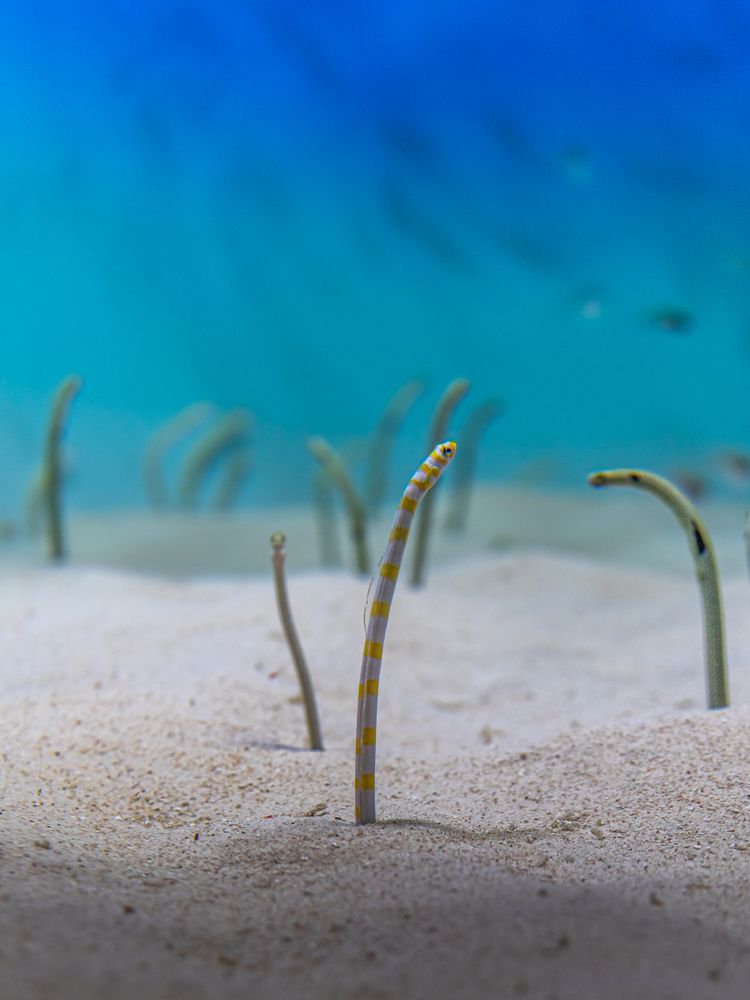 アクアワールド茨城県大洗水族館の画像 - 5枚目