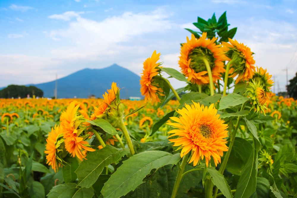 あけのひまわりフェスティバル】の周辺スポット・アクセス・口コミ
