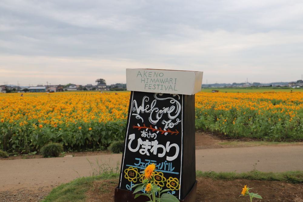 あけのひまわりフェスティバル】の周辺スポット・アクセス・口コミ