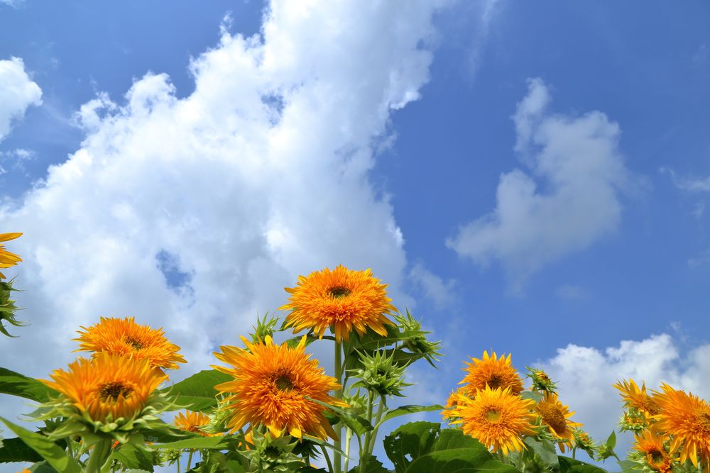 あけのひまわりフェスティバル】の周辺スポット・アクセス・口コミ