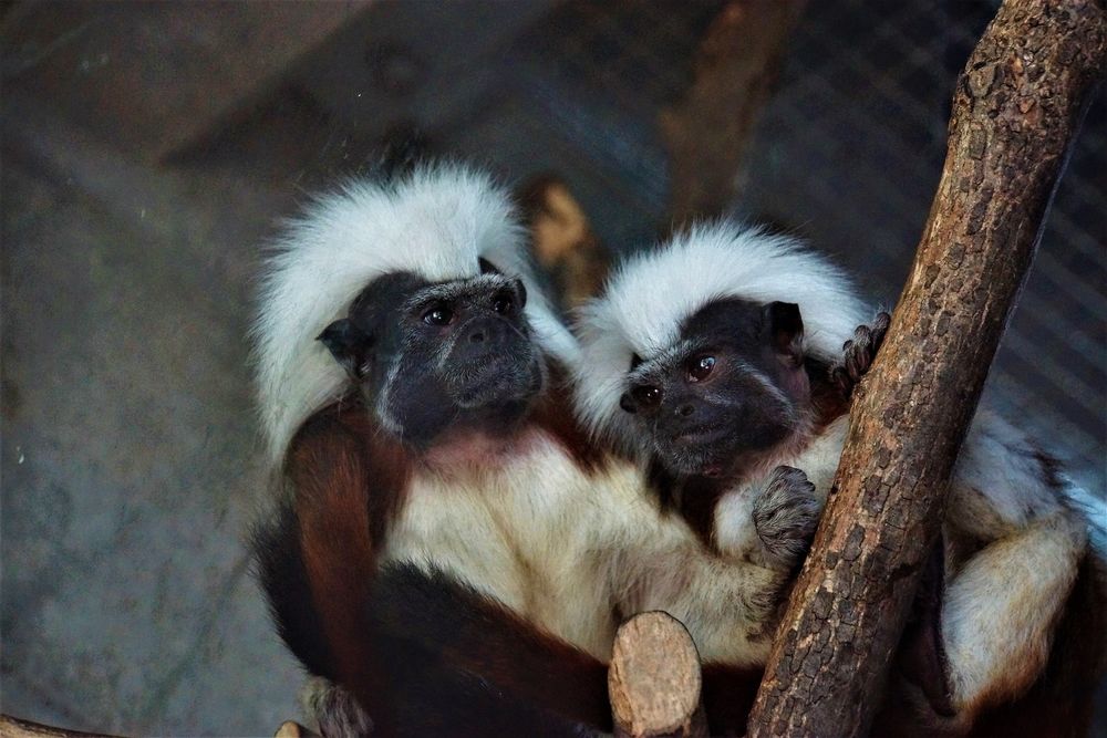 日立市かみね動物園の画像 - 4枚目