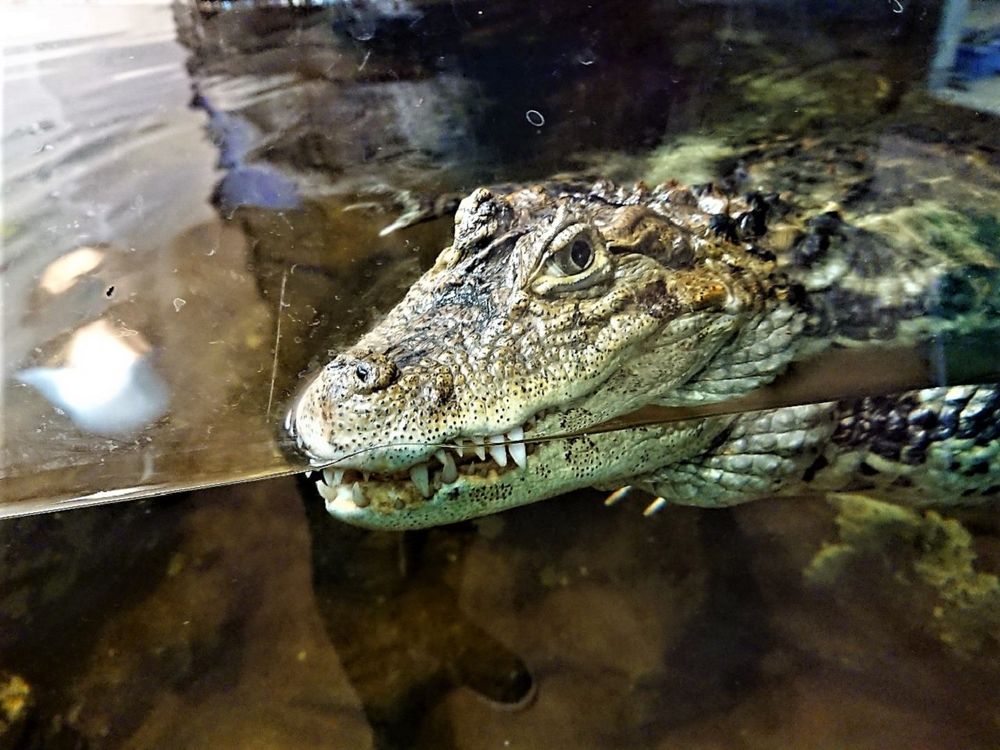 日立市かみね動物園の画像 - 5枚目