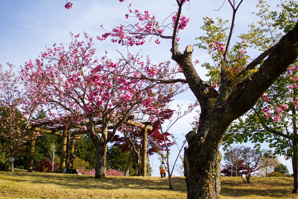静峰ふるさと公園の画像 - 5枚目
