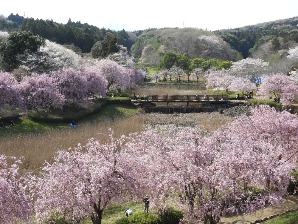常陸風土記の丘の画像 - 3枚目